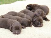 Kilmingi labradoro retriveriai - nuotraukos Nr. 27