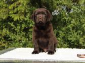 Kilmingi labradoro retriveriai