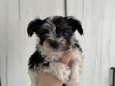 Byver (Bywer) Biever Terrier Berniukai - nuotraukos Nr. 29