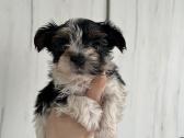 Byver (Bywer) Biever Terrier Berniukai - nuotraukos Nr. 30