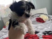 Byver (Bywer) Biever Terrier Berniukai - nuotraukos Nr. 31