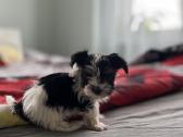 Byver (Bywer) Biever Terrier Berniukai - nuotraukos Nr. 11