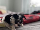 Byver (Bywer) Biever Terrier Berniukai - nuotraukos Nr. 13