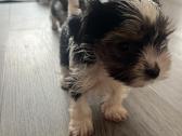 Byver (Bywer) Biever Terrier Berniukai - nuotraukos Nr. 36