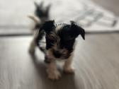 Byver (Bywer) Biever Terrier Berniukai - nuotraukos Nr. 37