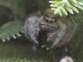 Parduoda jumpig spider - nuotraukos Nr. 2