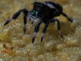 Parduoda jumpig spider - nuotraukos Nr. 3