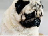 Kilmingas mopsas kergimiui /for stud