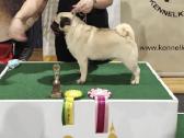 Kilmingas mopsas kergimiui /for stud - nuotraukos Nr. 3