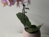 Orchideja 2-ju stiebu