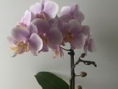Orchideja 2-ju stiebu - nuotraukos Nr. 2