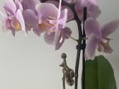 Orchideja 2-ju stiebu - nuotraukos Nr. 3