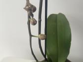 Orchideja 2-ju stiebu - nuotraukos Nr. 4