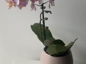 Orchideja 2-ju stiebu - nuotraukos Nr. 5