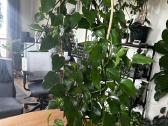 Epipremnum Aureum Jungle Star