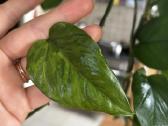 Epipremnum Aureum Jungle Star - nuotraukos Nr. 2
