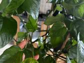 Epipremnum Aureum Jungle Star - nuotraukos Nr. 3