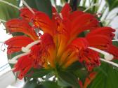 Aeschynanthus (aiškenis) - nuotraukos Nr. 2