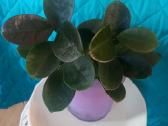 Hoya Australis