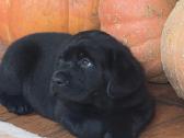 Kilmingi juodi ir gelsvi labradorai - nuotraukos Nr. 13