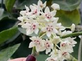 Hoya Australis - nuotraukos Nr. 3