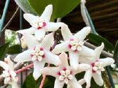 Hoya Australis - nuotraukos Nr. 4