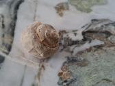 Snail fossil