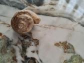 Snail fossil - nuotraukos Nr. 2