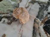 Snail fossil - nuotraukos Nr. 3