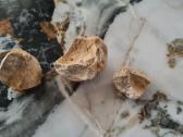 Snail fossil - nuotraukos Nr. 4
