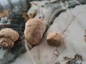 Snail fossil - nuotraukos Nr. 5