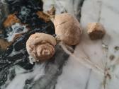 Snail fossil - nuotraukos Nr. 6