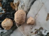 Snail fossil - nuotraukos Nr. 7