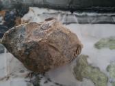 Trilobite fosilija - nuotraukos Nr. 10