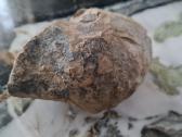 Trilobite fosilija - nuotraukos Nr. 12