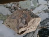 Trilobite fosilija - nuotraukos Nr. 13