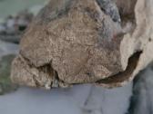 Trilobite fosilija - nuotraukos Nr. 14
