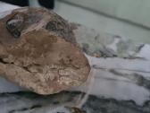 Trilobite fosilija - nuotraukos Nr. 15
