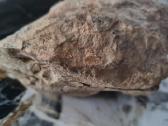 Trilobite fosilija - nuotraukos Nr. 19