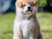 Kilmingi Japonų Akita šuniukai su dokumentais - nuotraukos Nr. 6