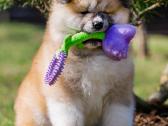 Kilmingi Japonų Akita šuniukai su dokumentais - nuotraukos Nr. 3