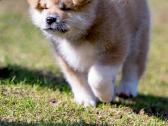 Kilmingi Japonų Akita šuniukai su dokumentais - nuotraukos Nr. 7