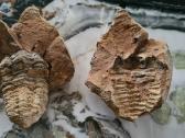 Trilobite fosilija - nuotraukos Nr. 3