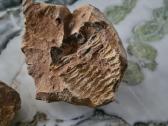 Trilobite fosilija - nuotraukos Nr. 4