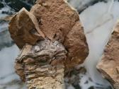 Trilobite fosilija - nuotraukos Nr. 2