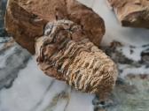 Trilobite fosilija - nuotraukos Nr. 5