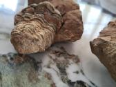 Trilobite fosilija - nuotraukos Nr. 6