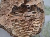 Trilobite fosilija - nuotraukos Nr. 8