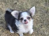 Chihuahua - nuotraukos Nr. 2