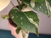 Monstera Thai Constellation Creme Brulee - nuotraukos Nr. 3